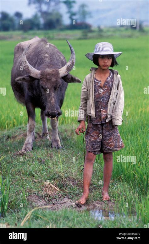 young vietnamese farm girl   water buffalo   rice