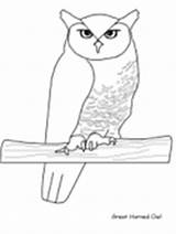 Owl Coloring Pages Owls Animals Drawing Great Greathornedowl Horned Realistic Templates Cat sketch template