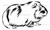 Pig Guinea Coloring Clipart Pages Clip Cavy Print Sitting Bottom Illustrations Vector Ginnie Gerbil Color Drawings Animals Clipground Stock Looking sketch template