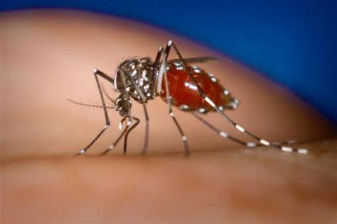 health  diseases blogs dengue fever