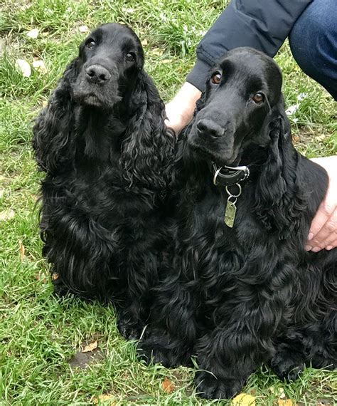 english cocker spaniel pros  cons   breed english cocker spaniel  russia kennel