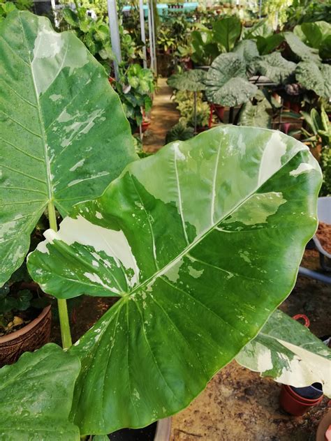 garden chronicles  james david  types  alocasia elephant ears names images