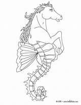 Coloring Pages Hydra Creatures Dragon Creature Mythical Water Hippocampus Mythological Half Greek Sea Drawing Color Fish Horse Mythology Colouring Hellokids sketch template