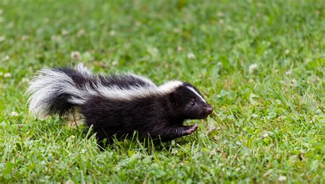 skunks rehabilitating orphan  injured wildlife