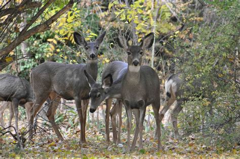 picture herd deer