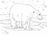 Urso Polar Colorironline sketch template