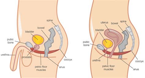 How To Do Kegel Exercises Correctly For Men Women And