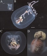 Afbeeldingsresultaten voor "calycopsis Type". Grootte: 156 x 185. Bron: www.researchgate.net