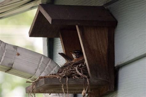 hopes   build  robins birdhouses bird house bird house kits bird houses
