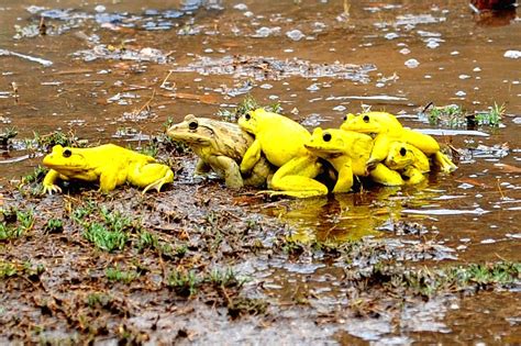 frogs celebrate arrival  rains