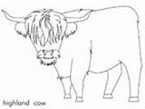 Coloring Cow Highland Pages Scotland Cows Cattle Mammals sketch template