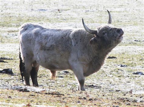 chillingham wild cattle  thriving   lockdown  charity