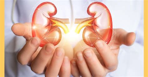 clean  care   kidneys exstremboard