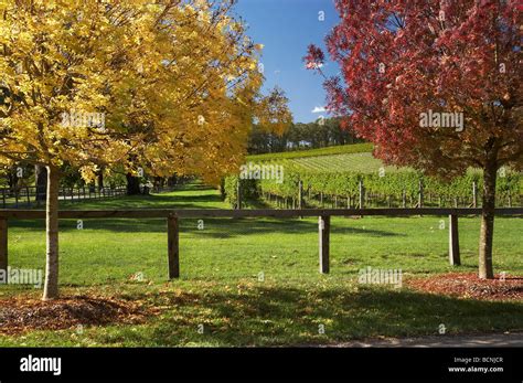 autumn colour centennial vineyards bowral southern highlands  south