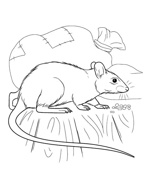 coloring page rat