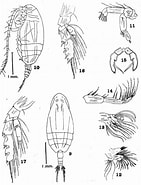 Afbeeldingsresultaten voor "amallothrix Valida". Grootte: 141 x 185. Bron: copepodes.obs-banyuls.fr