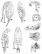 Afbeeldingsresultaten voor Amallothrix valida Order. Grootte: 146 x 185. Bron: copepodes.obs-banyuls.fr