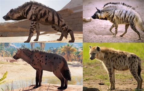 ac origins    species  hyenas  striped hyena   egypts indigenous