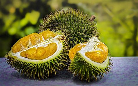die durian frucht oder zibetfrucht stinkfrucht genannt
