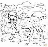 Coloring Bobcat Pages Forest Color Printable Steer Viii Henry Drawing sketch template