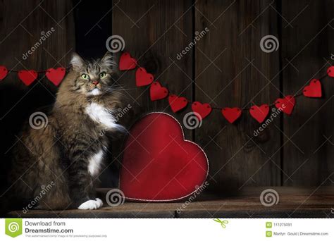 Tabby Cat With Valentine Hearts Stock Image Image Of