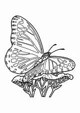 Farfalla Schmetterling Mariposa Vlinder Malvorlage Kleurplaten Ausmalbild Scarica Educolor sketch template