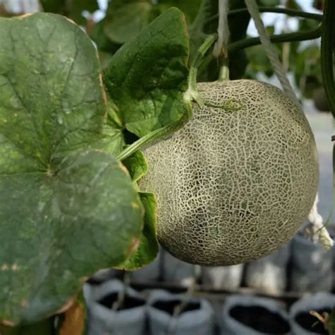 grow honeydew melons  containers