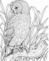 Owl Coloring Pages Printable Color Perched Owls Adults Drawing Realistic Sheets Kids Version Burrowing Getdrawings Coloringpages101 Categories sketch template