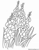 Coloring Bushes Orchid Pages sketch template