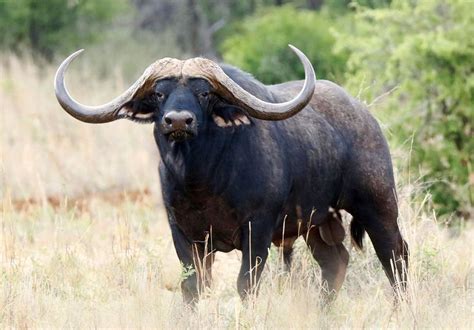 buffalo allyson talley