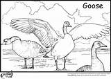 Goose Coloring Pages Geese Flying Color Printable Baby Cartoon Duck Popular Colors Team Library Clipart Getcolorings Coloringhome sketch template