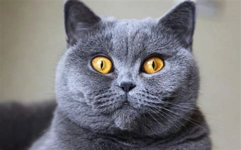 kucing british shorthair ciri ciri  merawat  harga