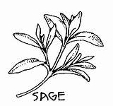 Sage Clipart Herbs Drawing Herb Plant Basil Clip Leaf Bw Smudging Drawings Herbal Real Plants Vector Brush Clipartpanda 20clipart Cliparts sketch template