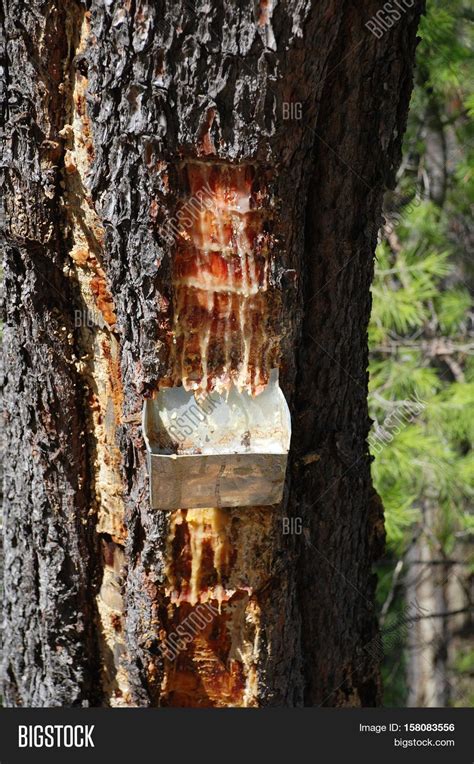 collecting pine resin image photo  trial bigstock