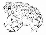 Toad Drawing Horned Paintingvalley Drawings sketch template