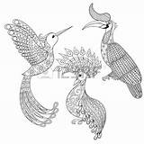 Hornbill Coloring Grey Designlooter Bird Hummingbird Illustartion Zentangle Rhinoceros Exotic 65kb 450px sketch template