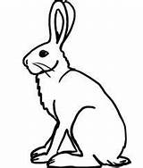 Hare Arctic Clipart Coloring Pages Rabbit Outline Printable Drawing Cliparts Template Artic Templates Color Animal Applique Animals Google Printables Choose sketch template