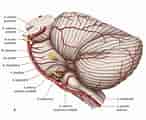 Bildergebnis für Anatomie der Kleinhirnbrückenwinkel. Größe: 146 x 120. Quelle: quizlet.com