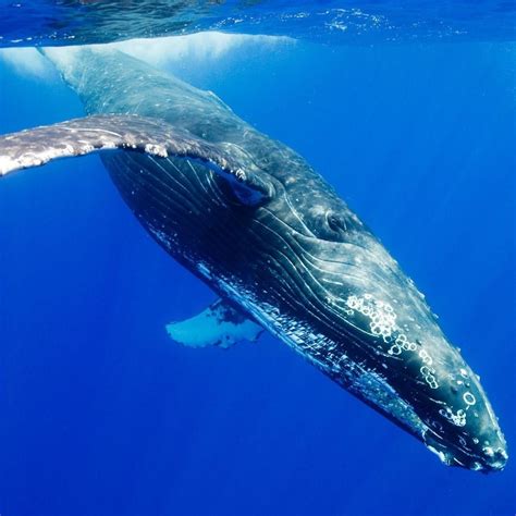 dietary habits   blue whale