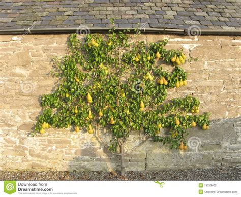 leiboom tegen muur fruit espalier growing tree arboretum fruit trees   secret