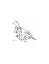 Grouse Coloring Forest Living Ruffed sketch template