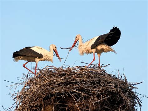 birds build nests  key types birdfact