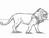 Lion Roaring Coloring Drawing Pages Printable Getdrawings sketch template