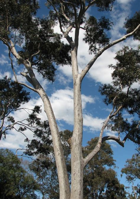 154 Best Images About Gum Trees 2 On Pinterest Trees