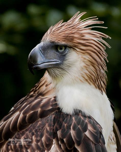stellers sea eagle brown eagle philippine eagle wild animal wallpaper harpy eagle unseen