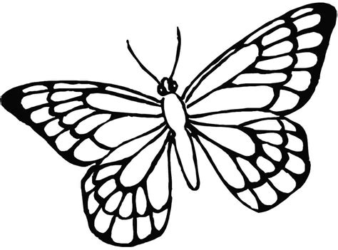 butterfly  drawing images  getdrawings