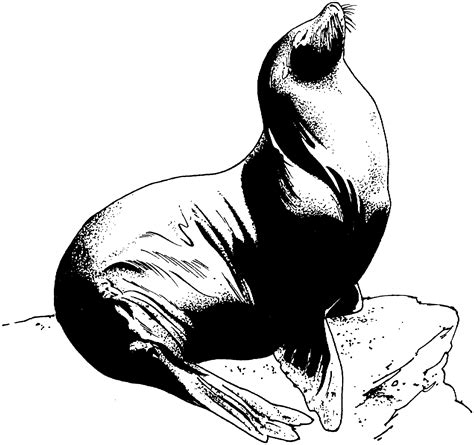 marine animal coloring pages