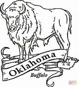 Oklahoma Coloring Buffalo Pages Printable Drawing Printables Kids Bills State Crafts Sheets Cape Supercoloring Water Getdrawings Getcolorings History Symbols Colorings sketch template