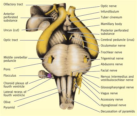 anatomy   cranial nerves surgery oxford international edition