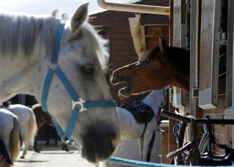 frances horses killed  mysterious ritual  mutilations ap news